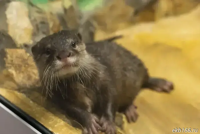 A cute new animal has arrived at the Yekaterinburg Zoo.