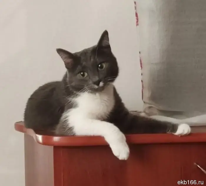 All of Nikolai Kolyada's cats have found a new home.