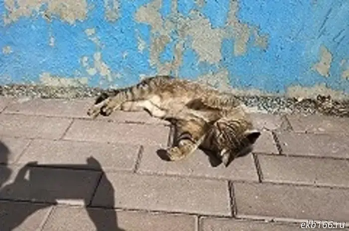 A pet cat contracted rabies in the Urals.