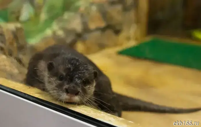 A cute new animal has arrived at the Yekaterinburg Zoo.