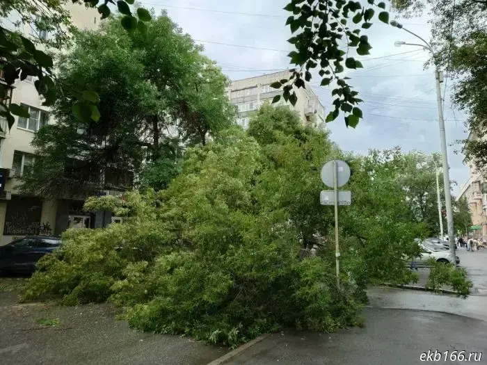A fallen tree blocked the passage on Mamina-Sibiryaka Street.