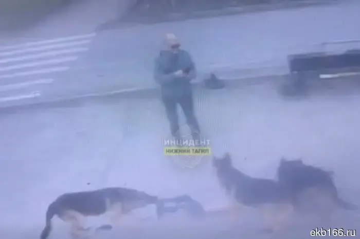 В Нижнем Тагиле хозяин трех овчарок подставляет их нападающим на людей и фиксирует происходящее на свой телефон.