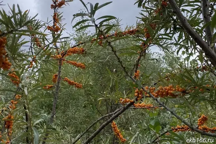 Another berry has ripened in the Sverdlovsk region, which is "hunted" by world-famous restaurants.