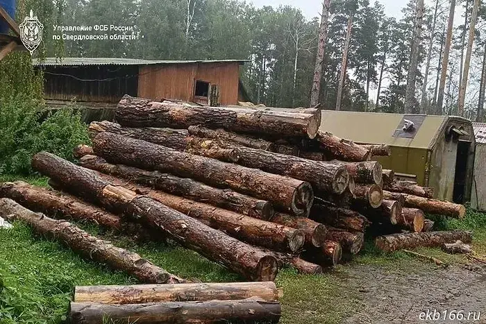 Timber worth nearly half a billion rubles was cut down at the "Bazhov Places".
