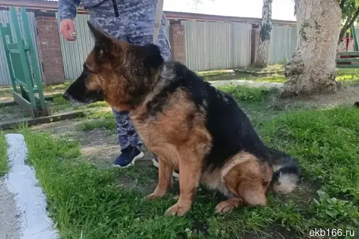 All 5 retired shepherd dogs from the GUFSIN in Yekaterinburg have found new owners.