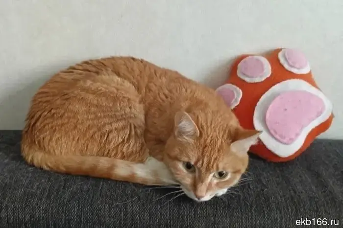 Всем котам Николая Коляды подыскали новый дом.