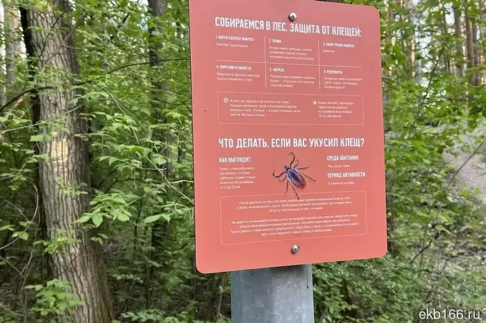 Клещи начали активно нападать на жителей Свердловской области.