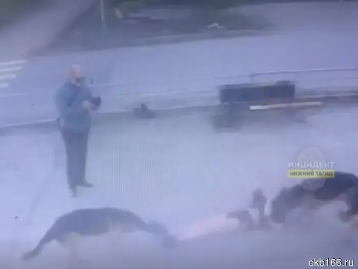 В Нижнем Тагиле хозяин трех овчарок подставляет их нападающим на людей и фиксирует происходящее на свой телефон.