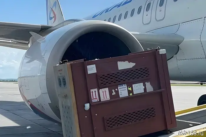 The Ural Airlines plane arrived in Yekaterinburg with bear cubs (VIDEO)