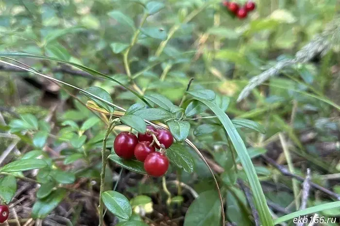 Residents of Sverdlovsk are picking the berry considered the healthiest by the bucketful.