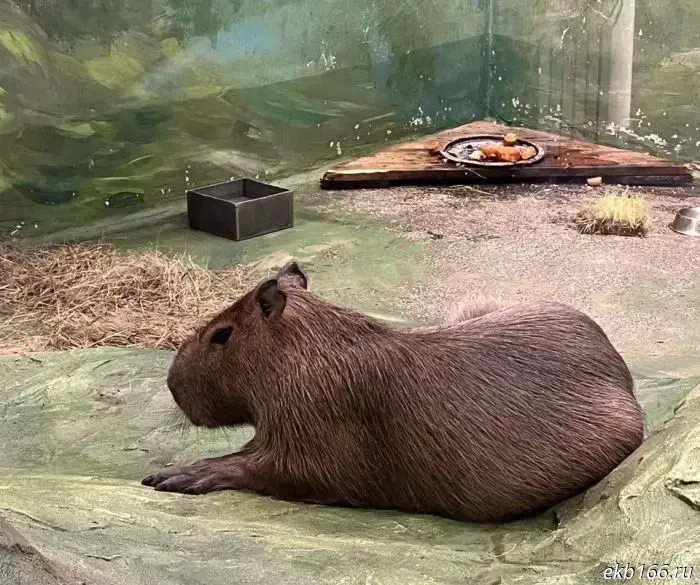 Capybara Day!