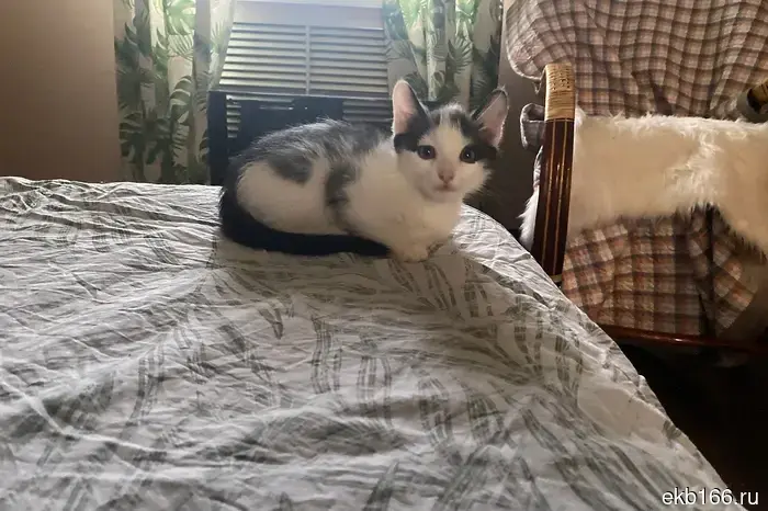 Судьба кошек Николая Коляды стала известна.