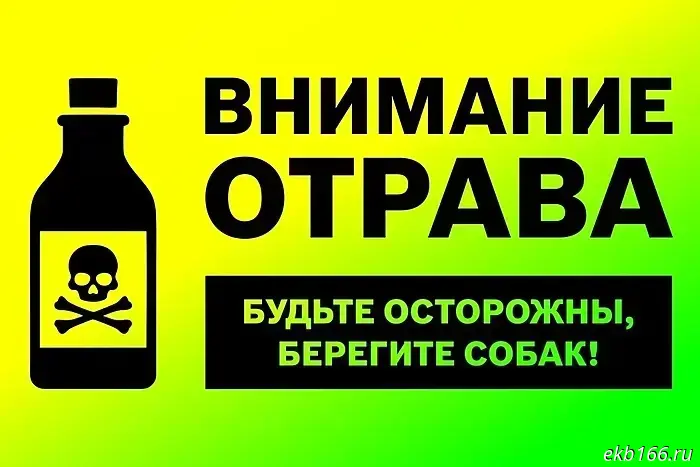 Догхантером на Эльмаше стала риелтор агентства недвижимости «Новосёл».