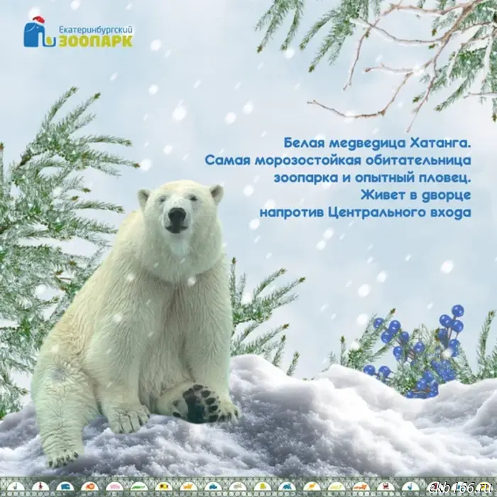 Yekaterinburg Zoo asks for help choosing a Snow Maiden (PHOTO)