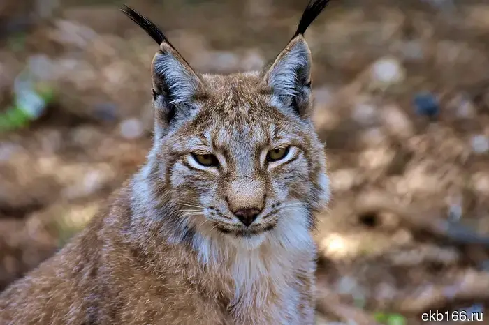 The lynx attacked the Ural girl.