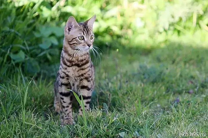 A reward of 100,000 rubles has been offered in Yekaterinburg for a missing cat.