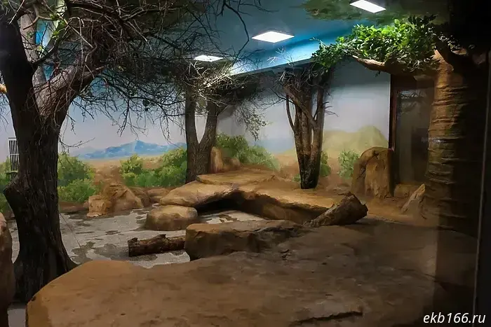 "To winter quarters." The lions at the Yekaterinburg Zoo have had their enclosure redesigned for the winter.