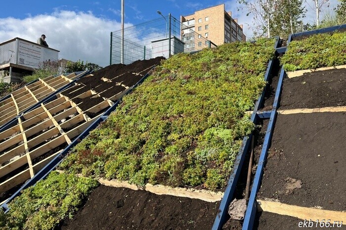 Carpet perennial flowerbed will decorate the embankment slope behind the Makarovsky Bridge (PHOTO)