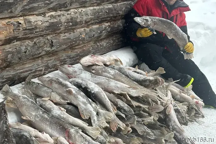 Рыбаки из Свердловской области поймали в реке 500 килограммов щуки.