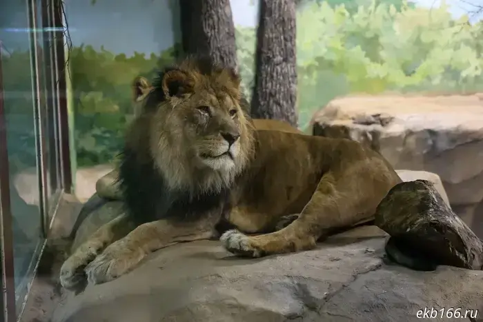 "To winter quarters." The lions at the Yekaterinburg Zoo have had their enclosure redesigned for the winter.
