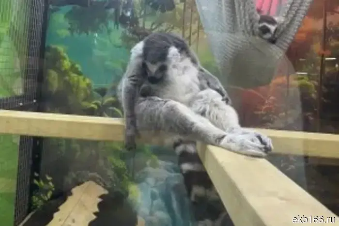 The animal exhibition was closed in Greenwich after two months of operation due to violations.