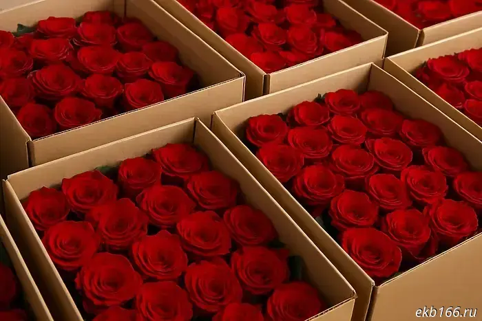 Tens of thousands of infected roses arrived in Yekaterinburg.