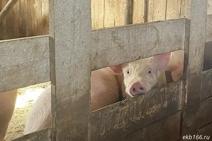 Отложен отлов бродящих свиней в Ревде.