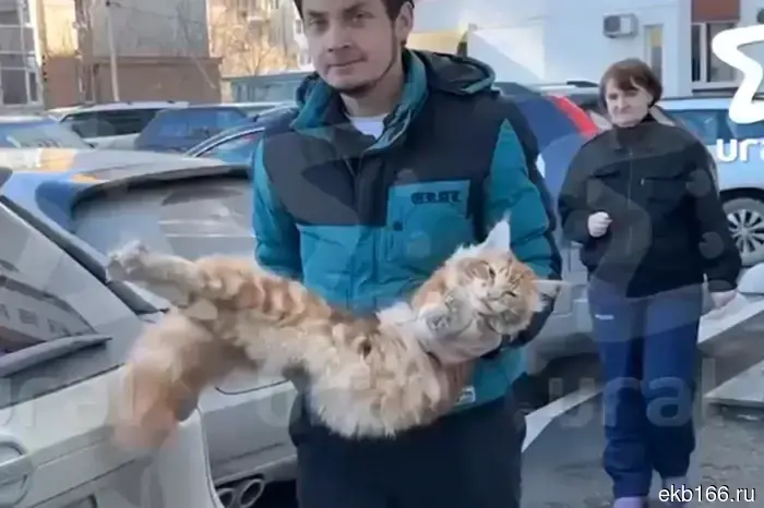 В Екатеринбурге обнаружен мейн-кун, который погиб, застряв в окне.