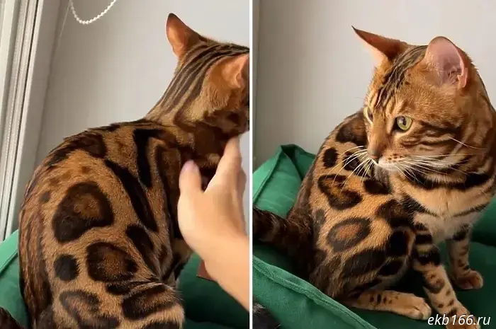 A cat is being sold in Yekaterinburg for half a million rubles.