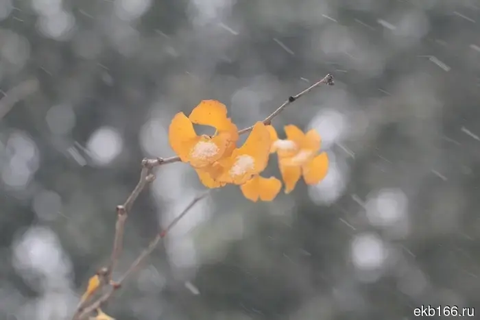 "Got ahead of schedule." The first snow has fallen in the Sverdlovsk region.