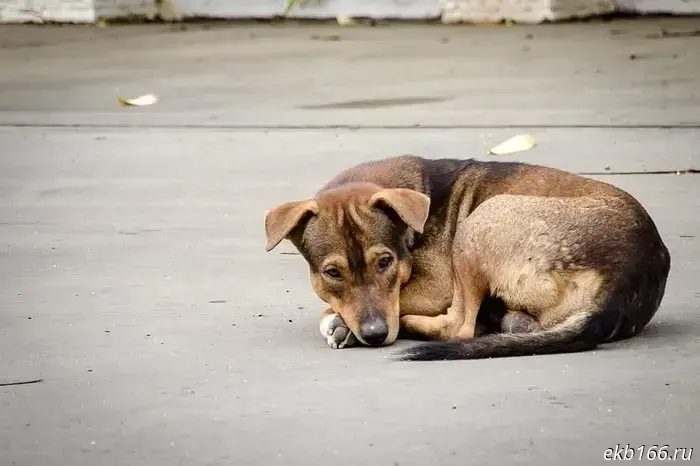 I asked them to watch over the animals: a brother and sister killed a Sverdlozhian woman's dog with a sledgehammer.
