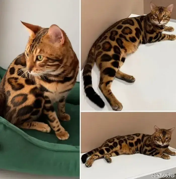 A cat is being sold in Yekaterinburg for half a million rubles.