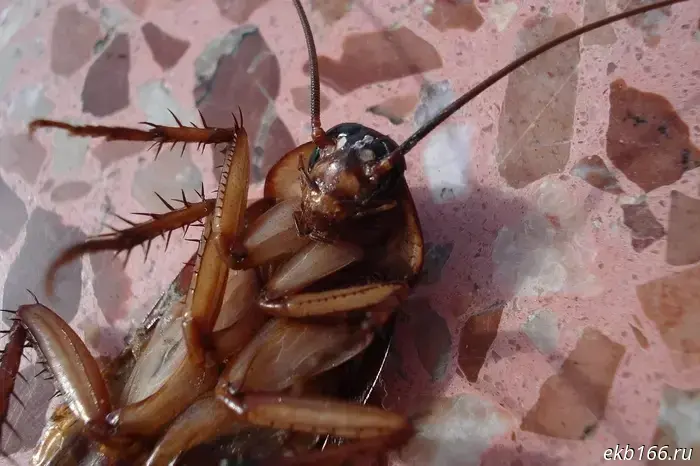 Residents of Akademichesky complained about a cockroach invasion.