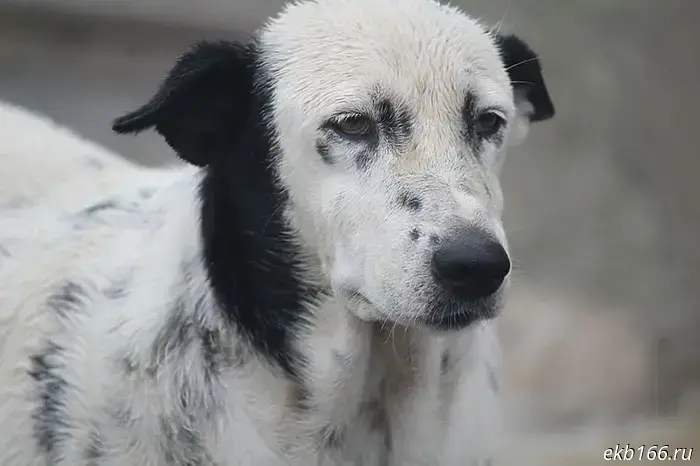 In the Sverdlovsk region, a malamute mauled a dog to death in front of a small child.