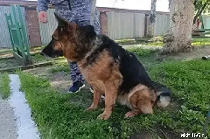 All 5 retired shepherd dogs from the UFSIN in Yekaterinburg have found new owners.