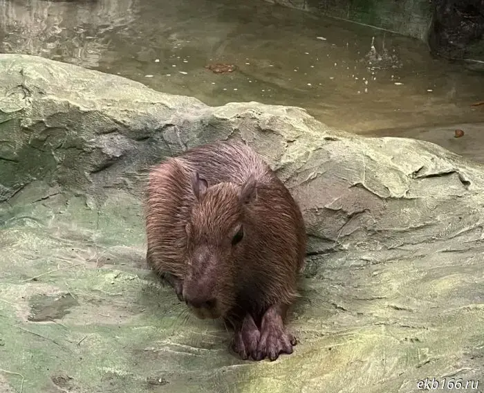 Capybara Day!