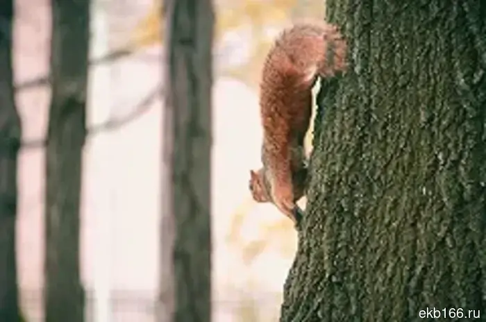 В Урале в частной наркологической клинике, которую продвигал рэпер Гуф, подвергали torture пациентов.