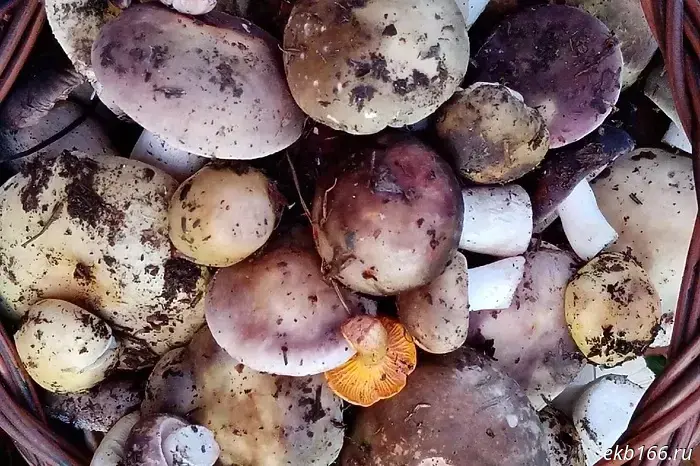 Sverdlovsk residents continue to pick mushrooms even in late October.