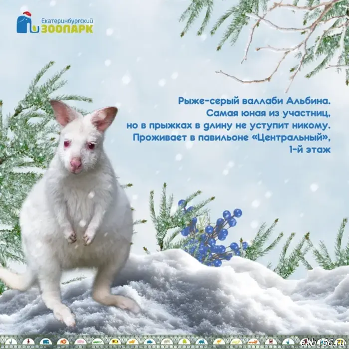 Yekaterinburg Zoo asks for help choosing a Snow Maiden (PHOTO)