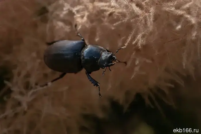 Millions of beetles and ticks were brought to Yekaterinburg.