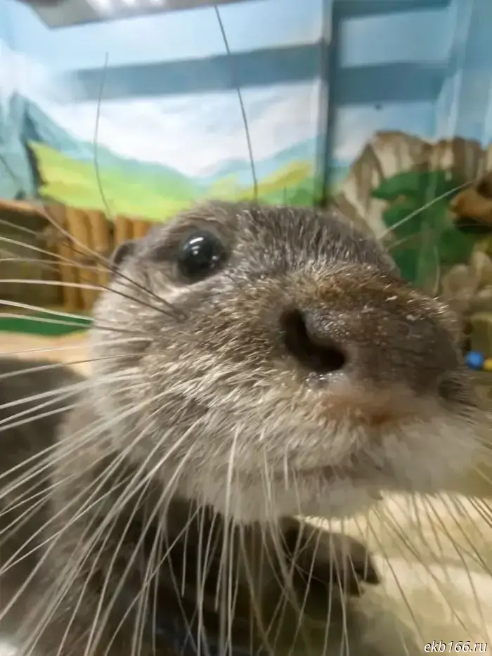 A cute new animal has arrived at the Yekaterinburg Zoo.