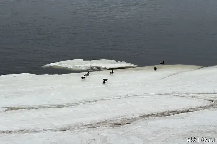 Три друга не вернулись с рыбалки из Свердловской области.