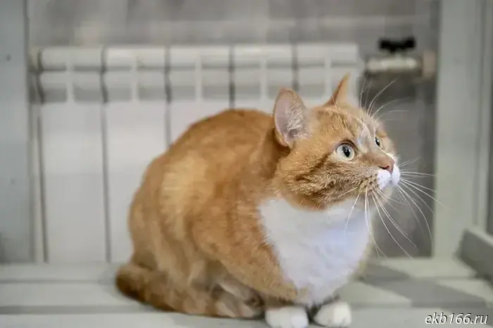 В понедельник днем в Екатеринбурге произошел хлопок газовоздушной смеси, сообщили в пресс-службе ГУ МЧС России по Свердловской области. 

Информация о происшествии в пятиэтажном жилом доме на Елизаветинском шоссе поступила в МЧС в 16:25. По прибытии спасателей было установлено, что взрыв газовоздушной смеси произошел в результате разгерметизации туристического баллона в квартире на третьем этаже, однако последующего горения не произошло.

В результате инцидента были повреждены дверные и оконные проемы. Пострадавших нет, эвакуация не понадобилась.

Для ликвидации последствий выехали 3 единицы техники и 7 пожарных. Специалисты МЧС России продолжают сбор информации.