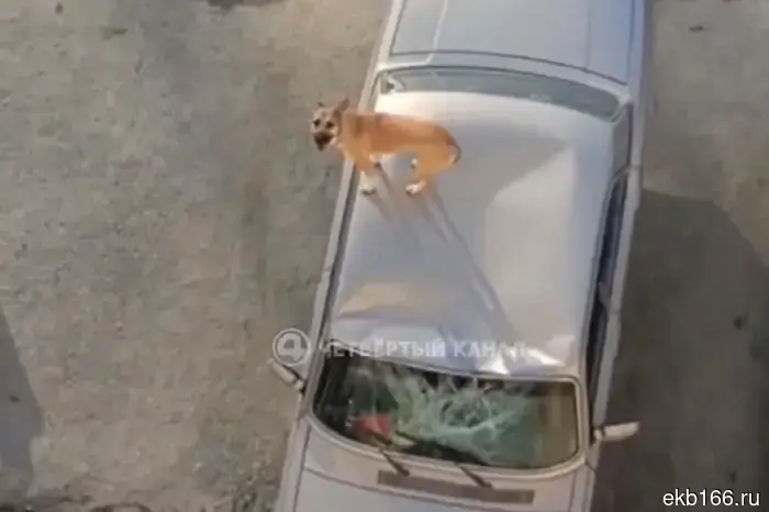 In Sredneuralsk, a drunken man threw a dog from the 5th-floor balcony.
