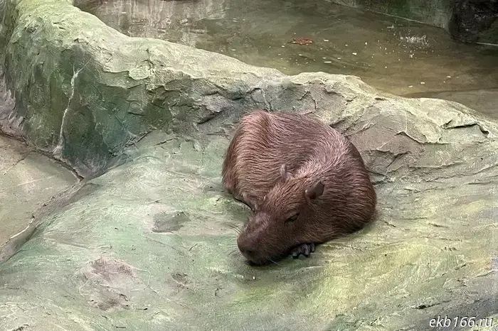 День капибары!