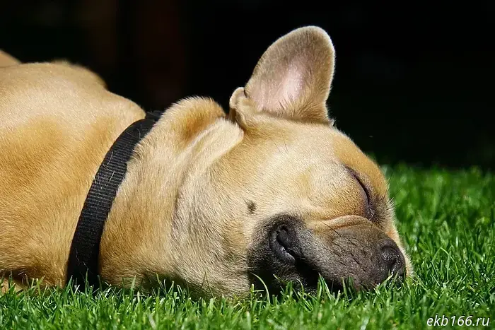 In the Akademichesky district, a puppy ate poison near a house and died.