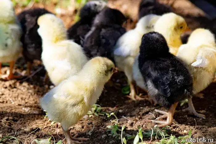 Тысячи цыплят из Свердловской области отправились в Узбекистан.