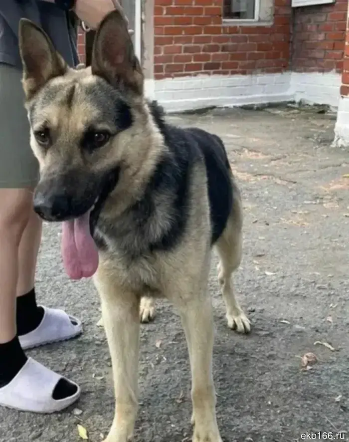 In Yekaterinburg, IK-10 is handing over five retired service dogs to responsible owners. PHOTO