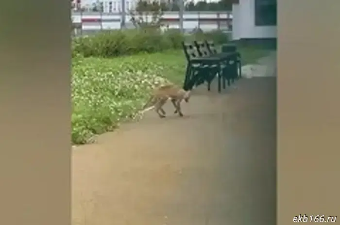 A pet cat contracted rabies in the Urals.