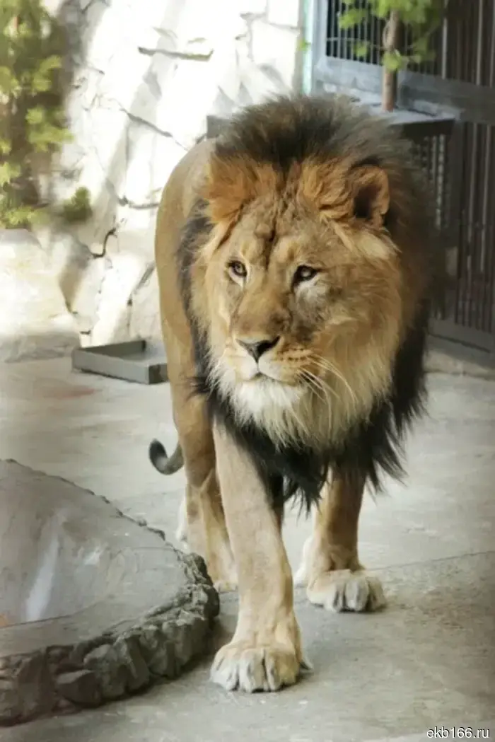 The Yekaterinburg Zoo told how the lion Ernie ended up there.